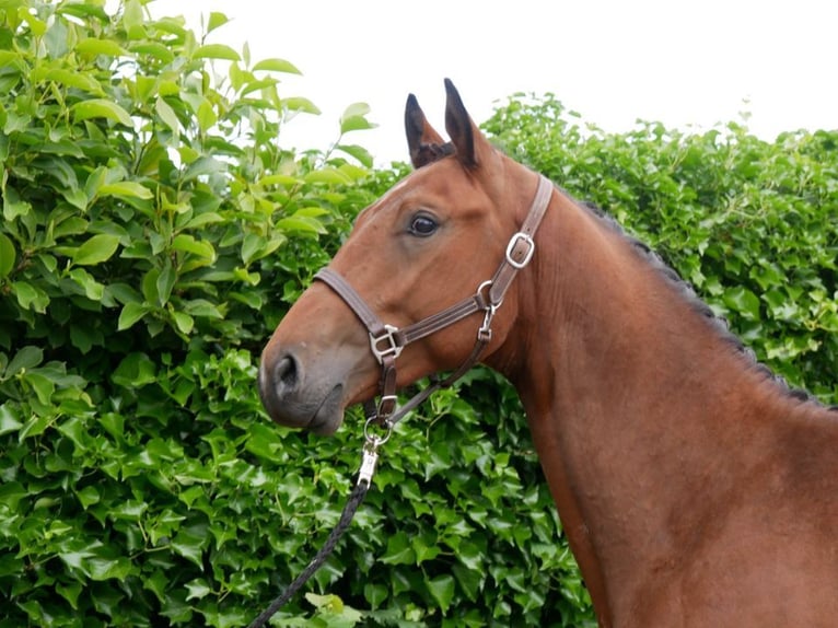 Más caballos centroeuropeos Semental 3 años 155 cm in Dorsten