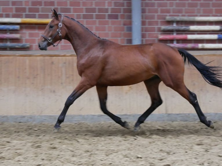 Más caballos centroeuropeos Semental 3 años 155 cm in Dorsten