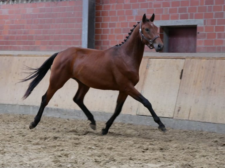 Más caballos centroeuropeos Semental 3 años 155 cm in Dorsten