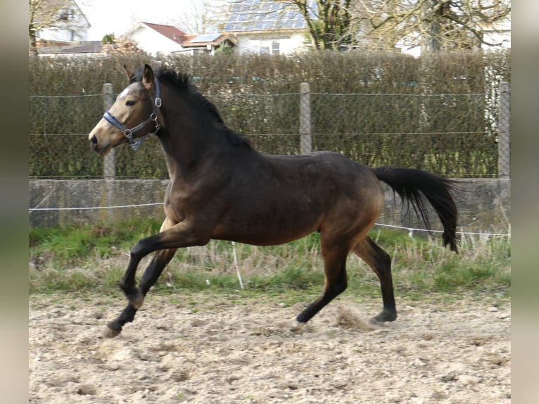 Más caballos centroeuropeos Semental 3 años 170 cm Buckskin/Bayo in Borgentreich