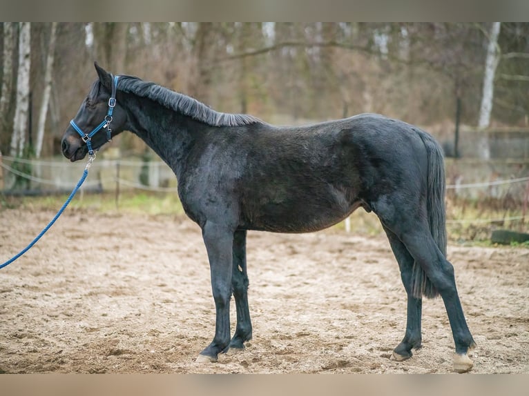 Más caballos centroeuropeos Semental 4 años 163 cm Morcillo in Osternienburger Land