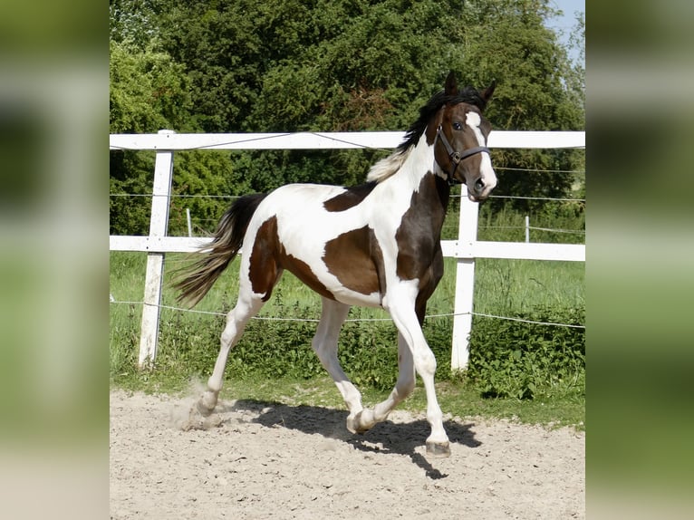 Más caballos centroeuropeos Semental 4 años 170 cm Pío in Borgentreich