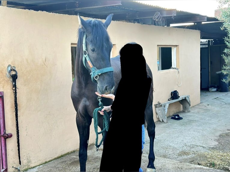 Más caballos centroeuropeos Semental 4 años Negro in Boqueres