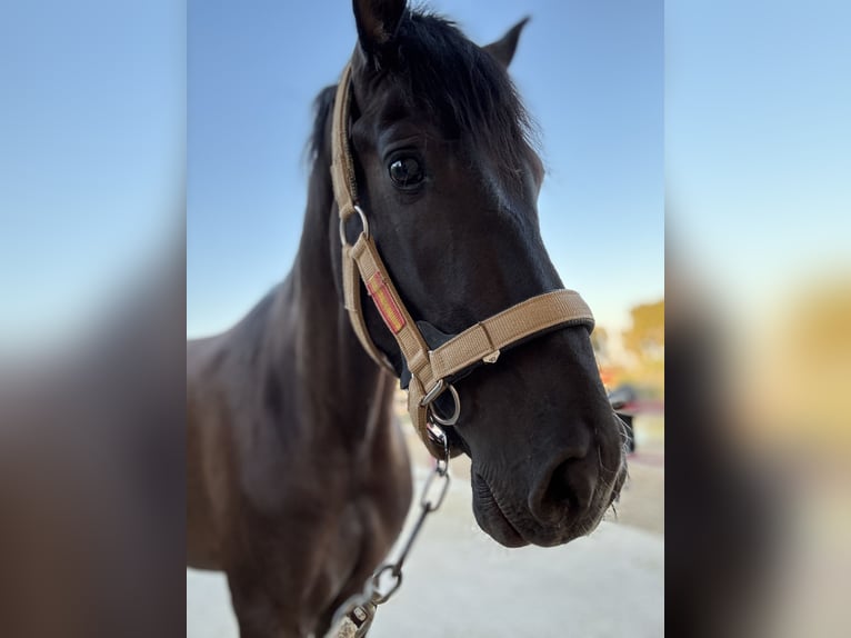 Más caballos centroeuropeos Semental 4 años Negro in Boqueres