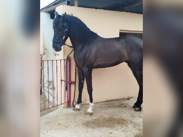 Más caballos centroeuropeos Semental 4 años Negro in Boqueres