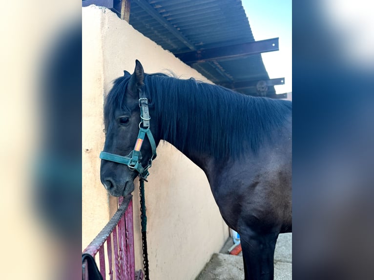 Más caballos centroeuropeos Semental 4 años Negro in Boqueres