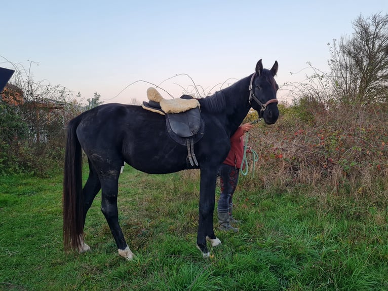 Más caballos centroeuropeos Semental 5 años 165 cm Negro in Birkenheide