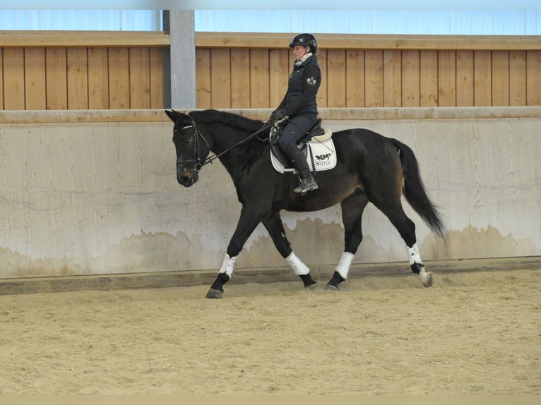 Más caballos centroeuropeos Semental 5 años 167 cm Morcillo in Wellheim
