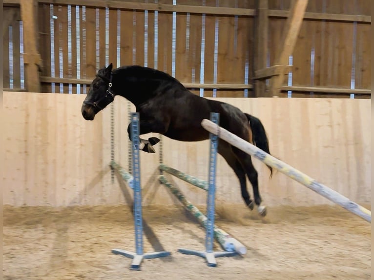Más caballos centroeuropeos Semental 5 años 167 cm Morcillo in Wellheim