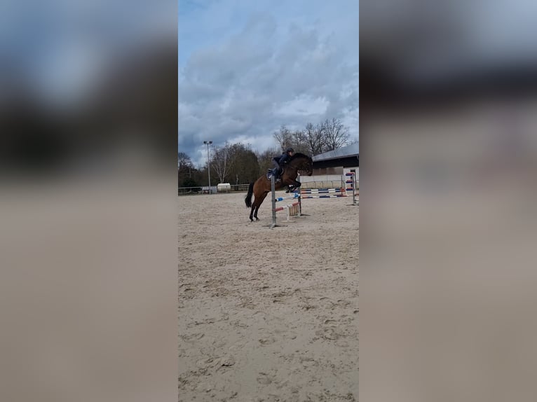 Más caballos centroeuropeos Mestizo Semental 6 años 162 cm Castaño in Herxheim am Berg