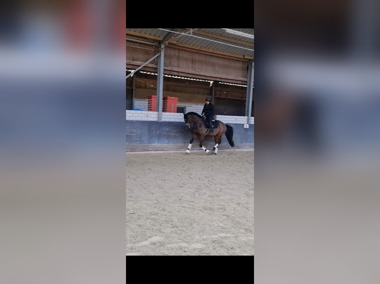 Más caballos centroeuropeos Mestizo Semental 6 años 162 cm Castaño in Herxheim am Berg