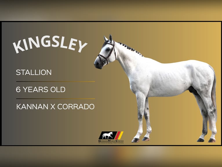 Más caballos centroeuropeos Semental 6 años 170 cm Tordo in Z&#xFC;lpich