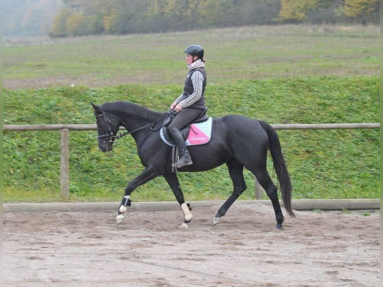 Más caballos centroeuropeos Semental 7 años in Wellheim