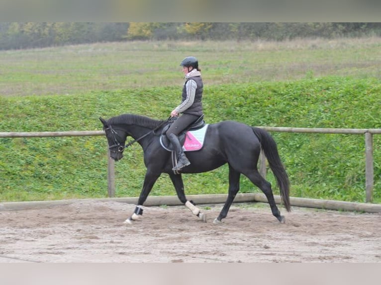 Más caballos centroeuropeos Semental 7 años in Wellheim