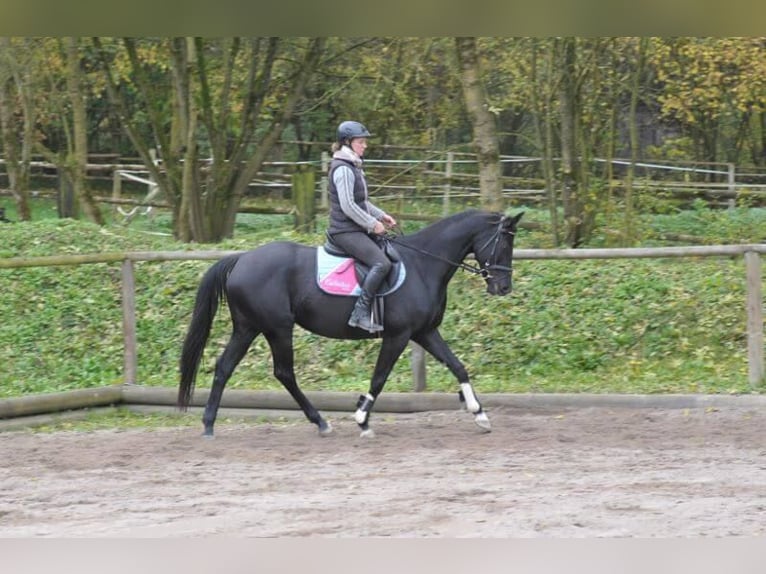 Más caballos centroeuropeos Semental 7 años in Wellheim