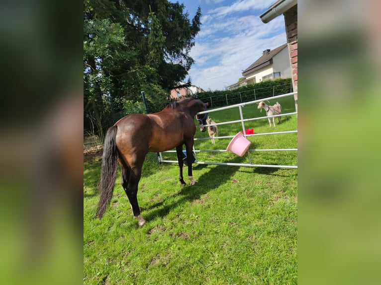 Más caballos centroeuropeos Semental 8 años 164 cm Castaño oscuro in Rüthen