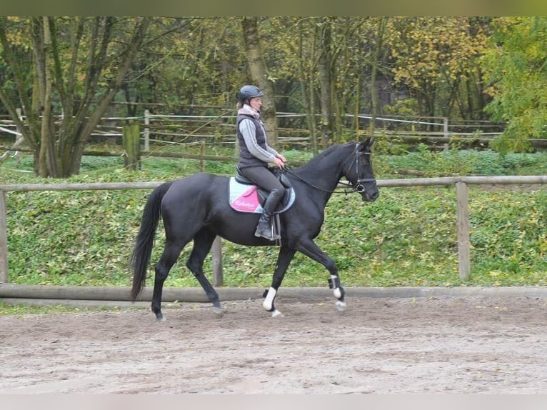 Más caballos centroeuropeos Semental 8 años in Wellheim