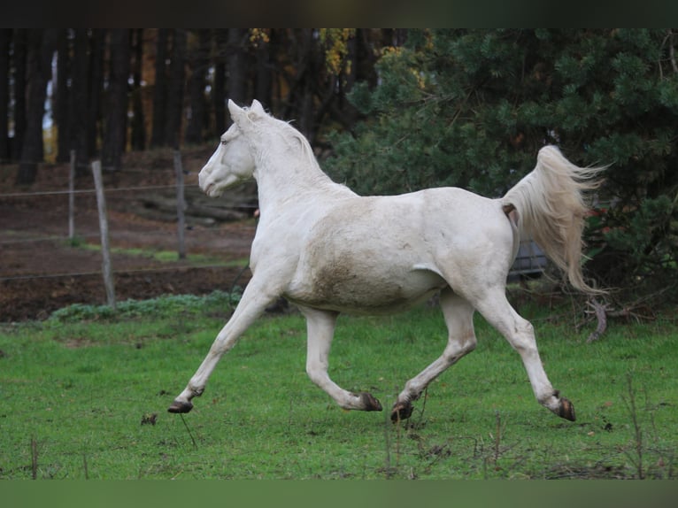 Más caballos centroeuropeos Semental Cremello in Wandlitz