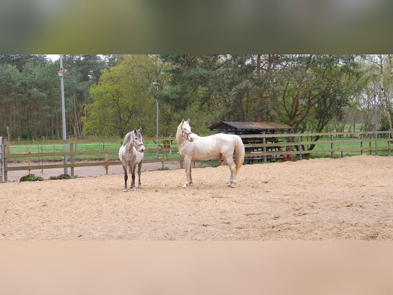 Más caballos centroeuropeos Semental Cremello in Wandlitz