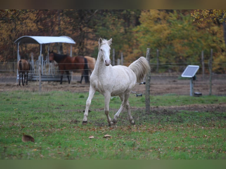 Más caballos centroeuropeos Semental Cremello in Wandlitz