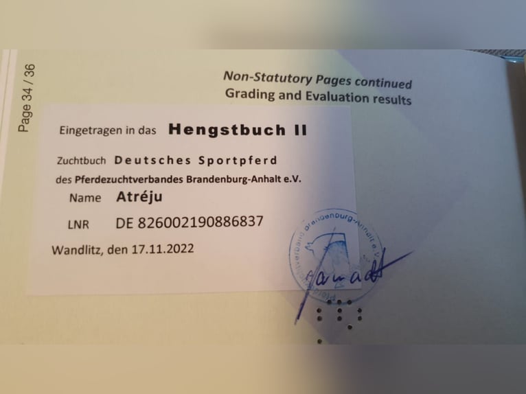 Más caballos centroeuropeos Semental Cremello in Wandlitz