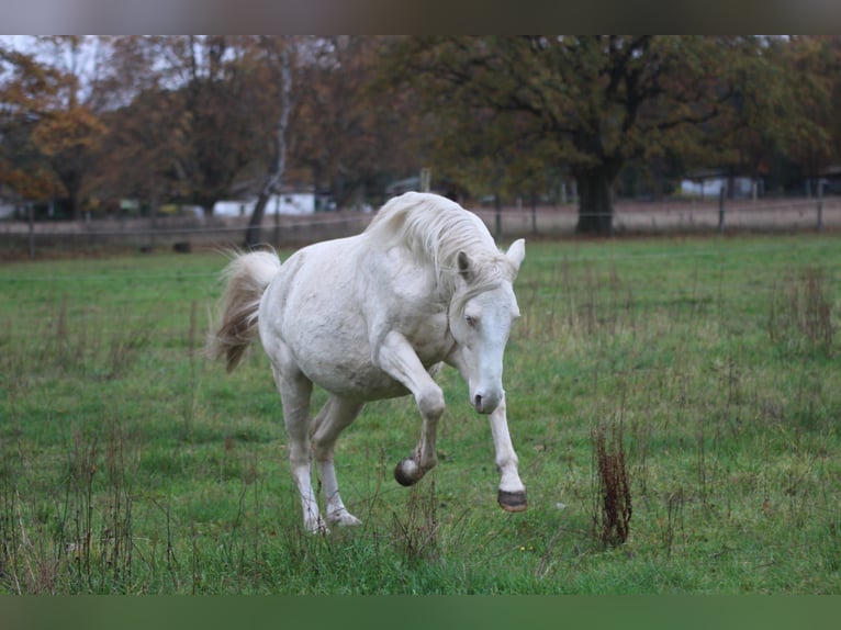 Más caballos centroeuropeos Semental Cremello in Wandlitz