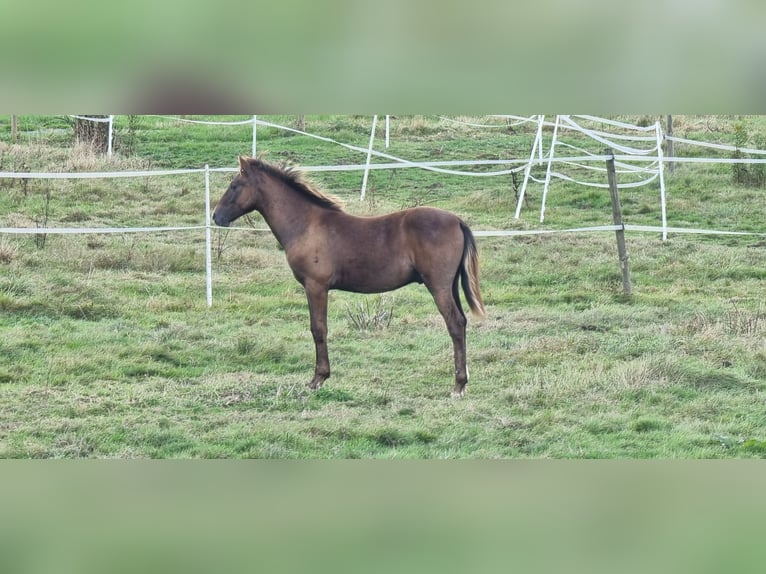 Más caballos centroeuropeos Mestizo Semental Potro (03/2024) 135 cm Tordo in Döttesfeld