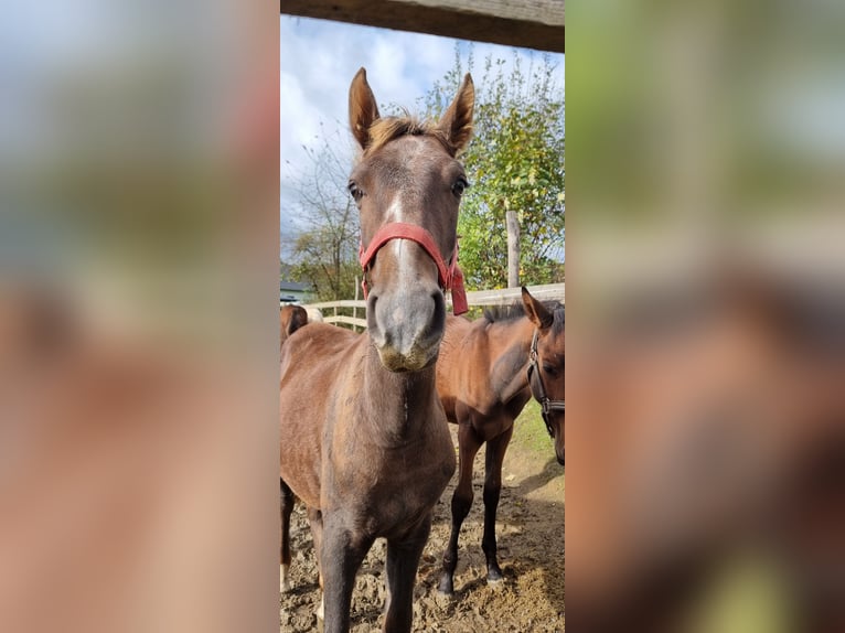 Más caballos centroeuropeos Mestizo Semental Potro (03/2024) 135 cm Tordo in Döttesfeld