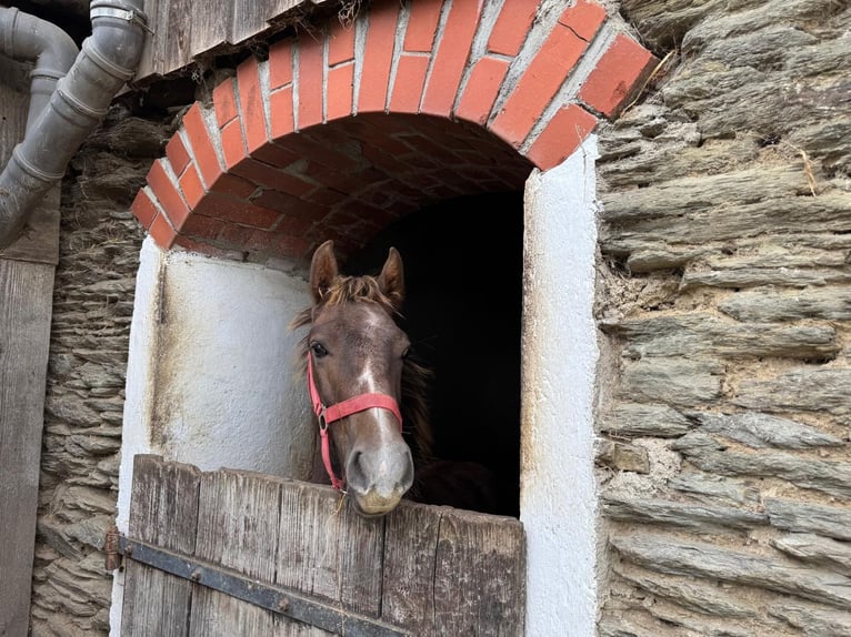 Más caballos centroeuropeos Mestizo Semental Potro (03/2024) 135 cm Tordo in Döttesfeld