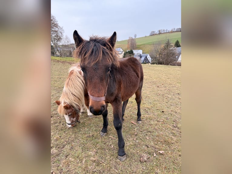 Más caballos centroeuropeos Mestizo Semental Potro (03/2025) 155 cm Castaño in Drebach