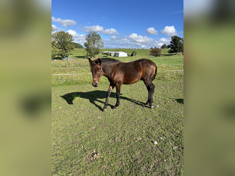 Más caballos centroeuropeos Mestizo Semental Potro (03/2025) 155 cm Castaño in Drebach