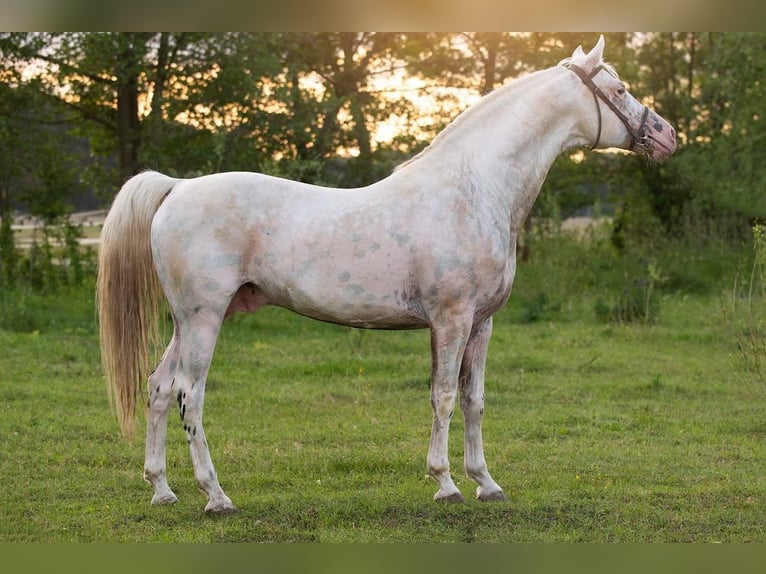 Más caballos centroeuropeos Semental  160 cm Atigrado/Moteado in Trzciel