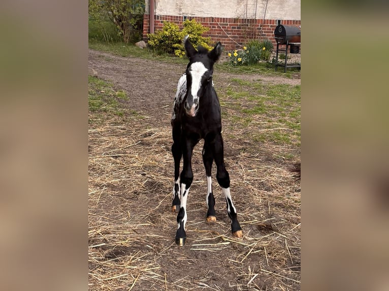 Más caballos centroeuropeos Semental  160 cm Atigrado/Moteado in Trzciel