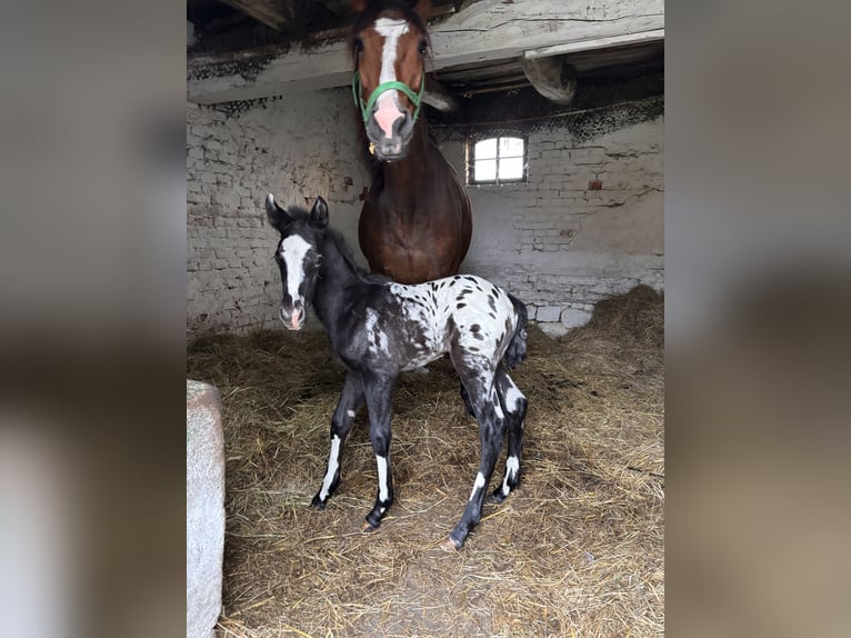 Más caballos centroeuropeos Semental  160 cm Atigrado/Moteado in Trzciel