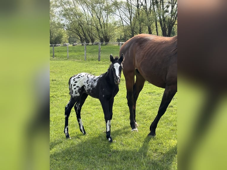 Más caballos centroeuropeos Semental  160 cm Atigrado/Moteado in Trzciel