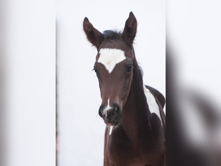 Más caballos centroeuropeos Semental Potro (03/2025) 165 cm Pío in Etzelsreith
