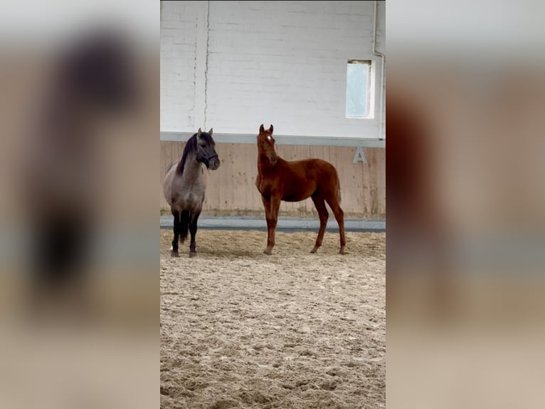 Más caballos centroeuropeos Semental Potro (04/2025) 168 cm Alazán in Warendorf