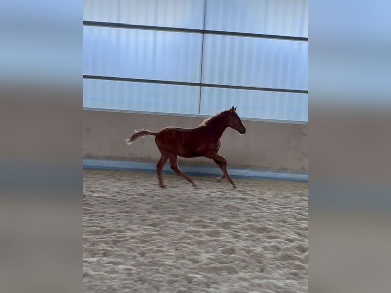 Más caballos centroeuropeos Semental Potro (04/2025) 168 cm Alazán in Warendorf