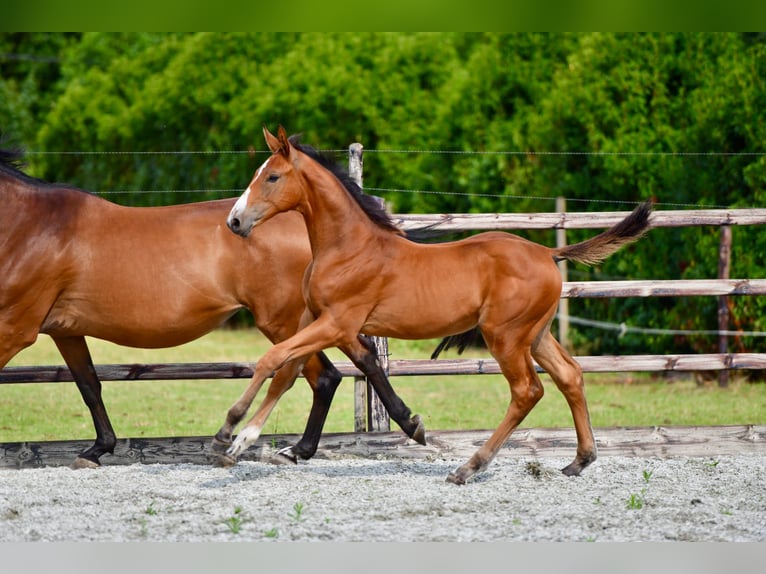 Más caballos centroeuropeos Semental Potro (05/2025) 168 cm Castaño oscuro in knesselare