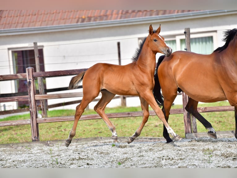 Más caballos centroeuropeos Semental Potro (05/2025) 168 cm Castaño oscuro in knesselare