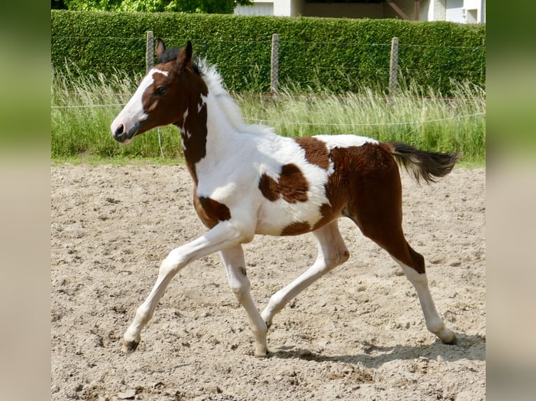 Más caballos centroeuropeos Semental  168 cm Pío in Borgentreich