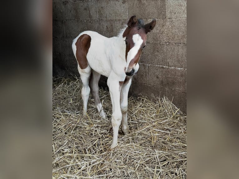 Más caballos centroeuropeos Semental Potro (02/2026) 168 cm Pío in Borgentreich