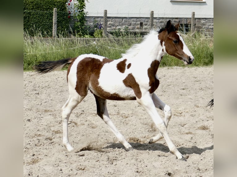 Más caballos centroeuropeos Semental  168 cm Pío in Borgentreich