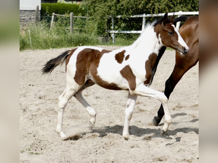 Más caballos centroeuropeos Semental  168 cm Pío in Borgentreich