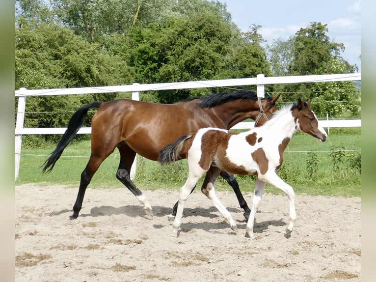 Más caballos centroeuropeos Semental  168 cm Pío in Borgentreich