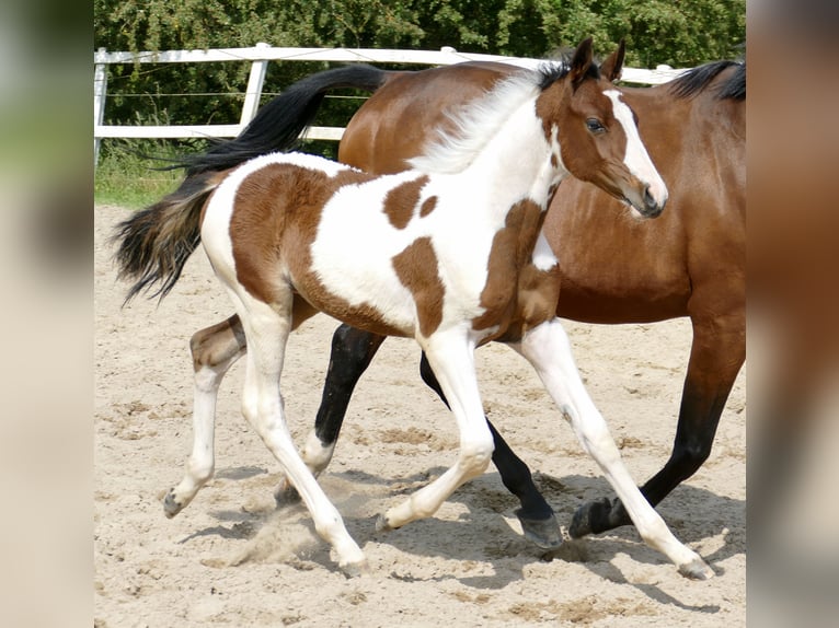 Más caballos centroeuropeos Semental  168 cm Pío in Borgentreich