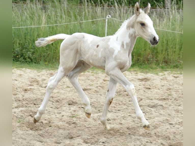 Más caballos centroeuropeos Semental Potro (05/2025) 168 cm Pío in Borgentreich