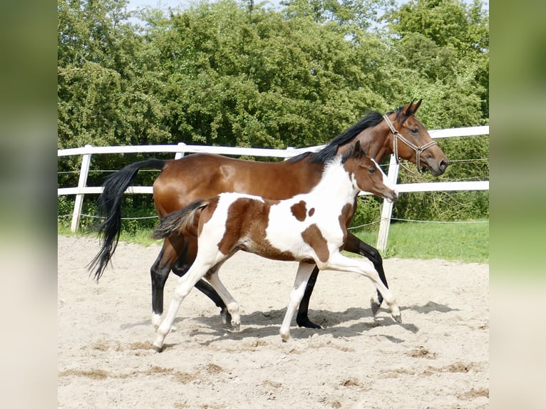 Más caballos centroeuropeos Semental  168 cm Pío in Borgentreich