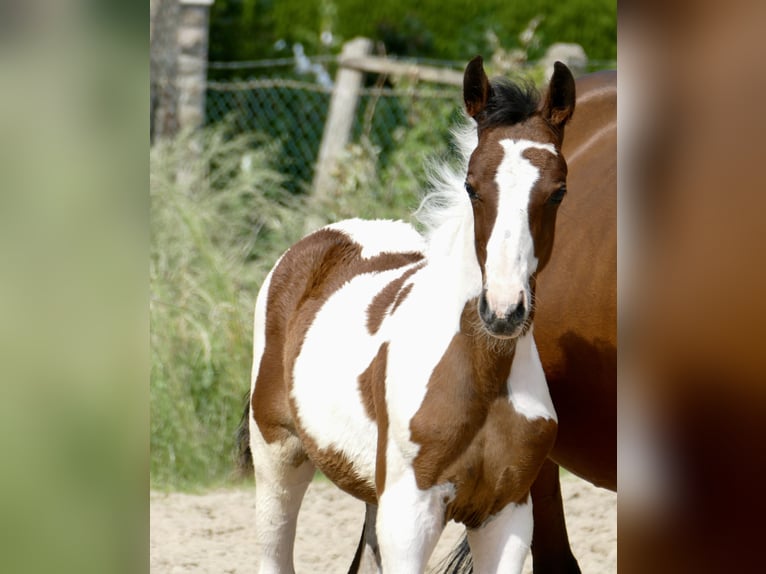 Más caballos centroeuropeos Semental  168 cm Pío in Borgentreich