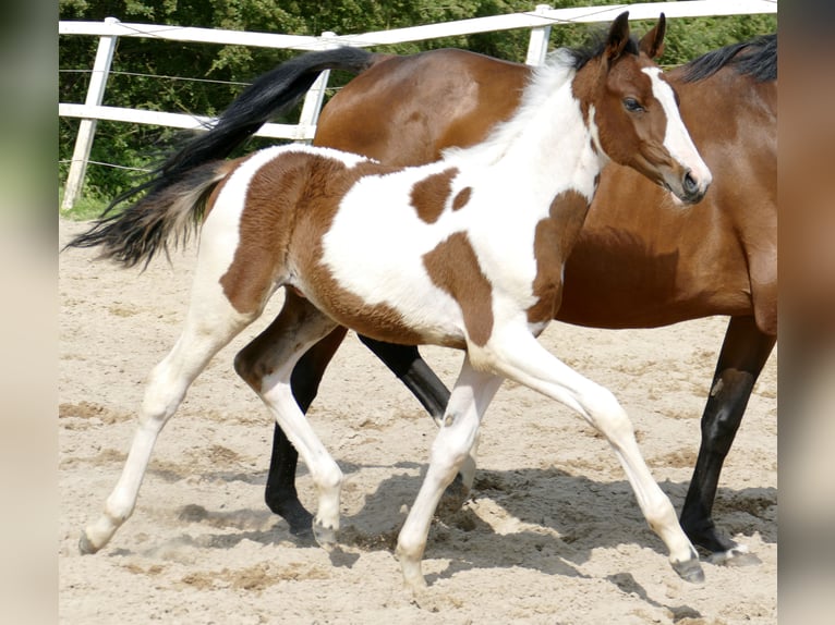 Más caballos centroeuropeos Semental  168 cm Pío in Borgentreich